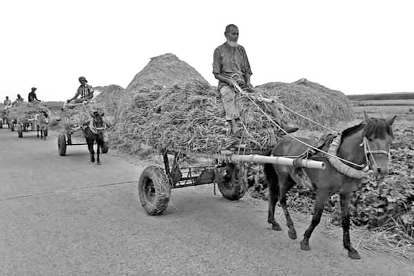 চলনবিলে ধান কাটার উৎসব