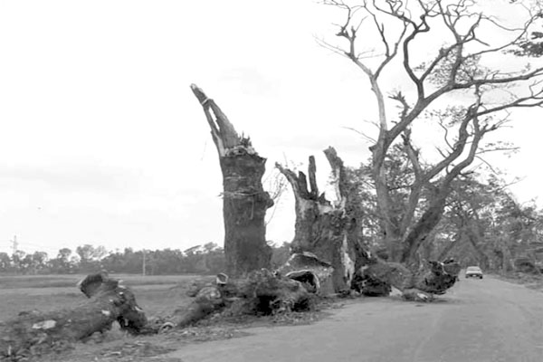 শতবর্ষী রেইনট্রি গাছগুলো এখন মরণফাঁদ