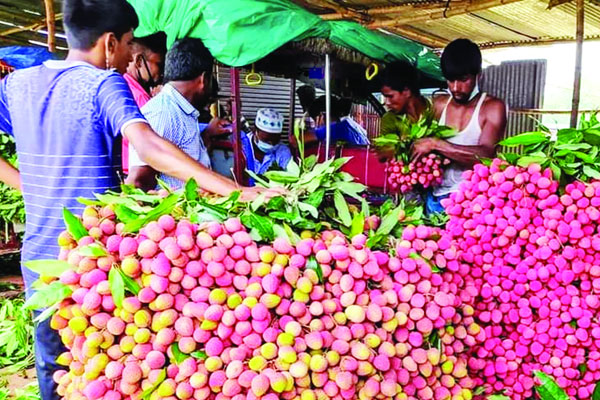 পানির দামে লিচু বিক্রি