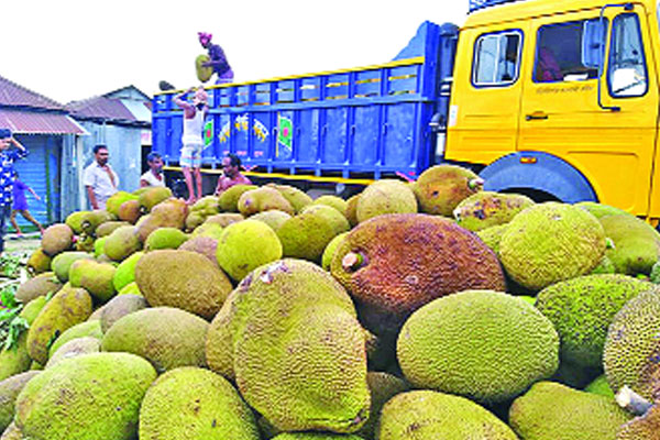 কাঁঠালের বাম্পার ফলনেও হাসি নেই চাষির মুখে