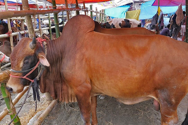 ঈদুল আজহা উপলক্ষে ঢাকা উত্তরে বসবে ৬টি পশুর হাট