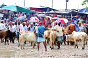 হাটভর্তি গরু ক্রেতা নেই