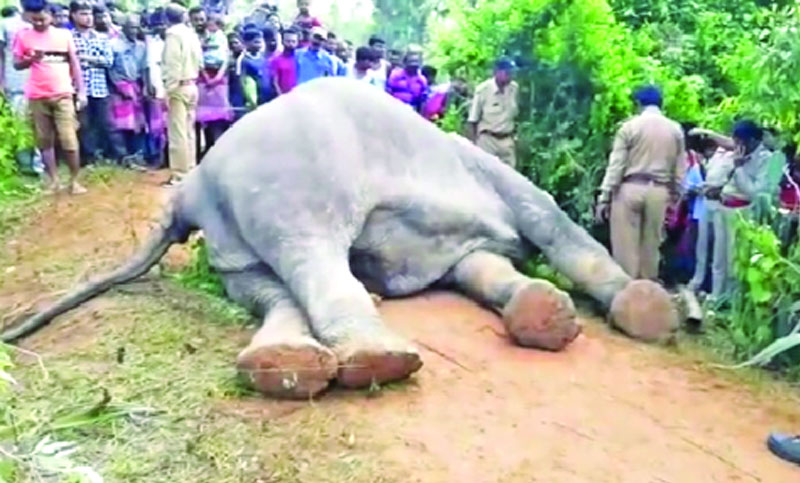 চট্টগ্রামে ৮৪ হাতির মৃত্যু তদন্ত চেয়ে রিট