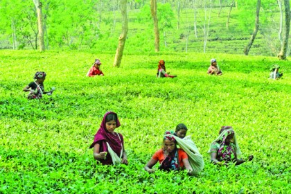 বিশ্বজুড়ে চাহিদা বাড়ছে বাংলাদেশের চায়ের