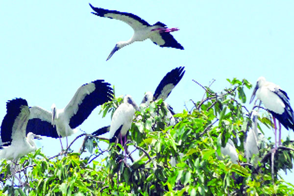 রাজশাহীতে গাছে গাছে পাখপাখালি