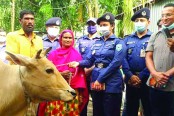 গরুর অভাবে ঘানি টানা ছাইফুলের পাশে এসপি ও বসুন্ধরা গ্রুপ