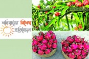 আগ্রহ বাড়ছে ড্রাগন চাষে