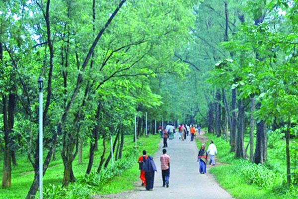 বাহারি গাছগাছালির জীবন্ত জাদুঘর