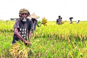 মজবুত হচ্ছে গ্রামীণ অর্থনীতি