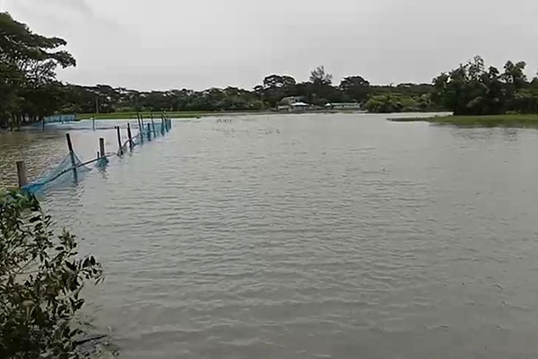 ভারী বষর্ণে কলাপাড়ায় তলিয়ে গেছে সবজি ক্ষেত