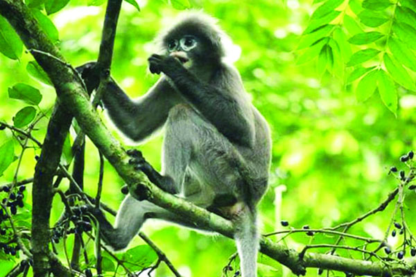 পর্যটকদের জন্য খুলছে লাউয়াছড়া