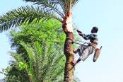 রস সংগ্রহের প্রস্তুতিতে গাছিরা