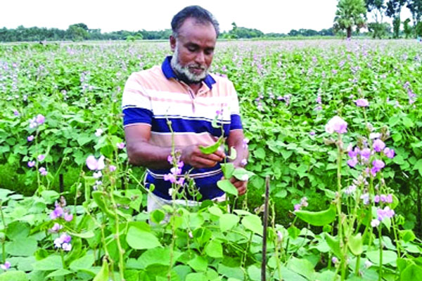 চুয়াডাঙ্গায় শিমের আবাদ দ্বিগুণ