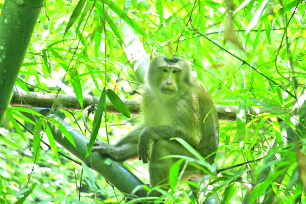 লাউয়াছড়ায় স্বাস্থ্যঝুঁকিতে বানর