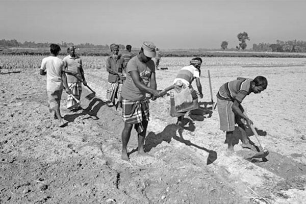 সিন্ডিকেটের কব্জায় আলু বীজ