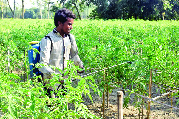 বগুড়ায় টমেটো চাষে স্বপ্ন দেখছেন চাষিরা