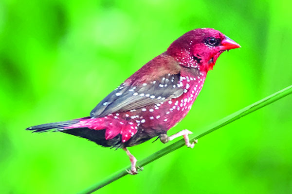 দুর্লভ আবাসিক লাল মুনিয়া