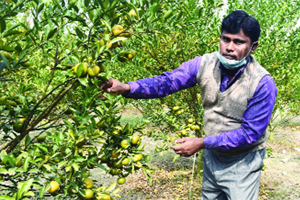 কমলা চাষ রাজবাড়ীতে