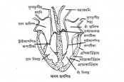 নবম-দশম শ্রেণির জীববিজ্ঞান