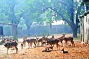 রামসাগর জাতীয় উদ্যানে চিত্রা পরিবারে আট নতুন অতিথি