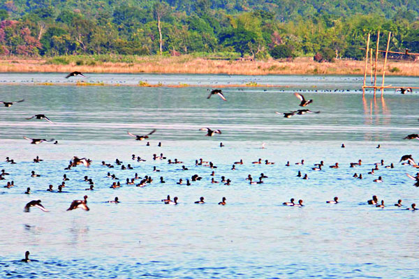 পাহাড় হ্রদে পাখির মেলা