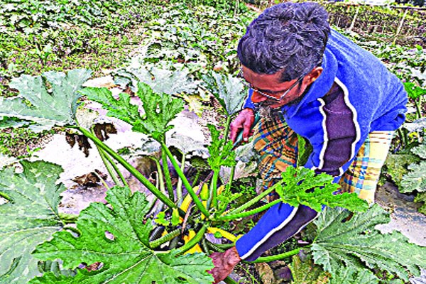 নগরকান্দায় স্কোয়াশ চাষ