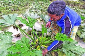 নগরকান্দায় স্কোয়াশ চাষ