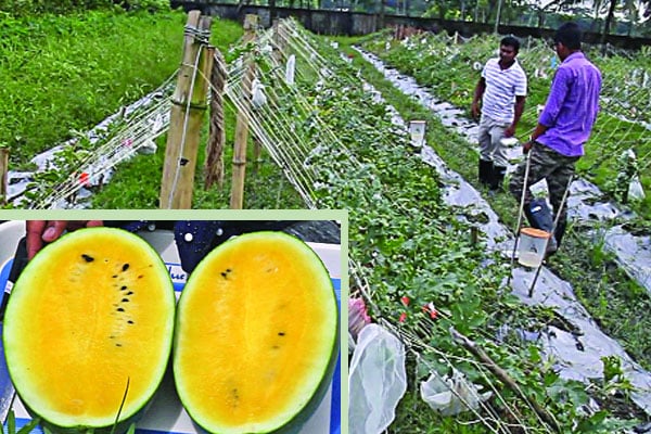 তরমুজ আবাদে যুক্ত হলো নতুন মাত্রা