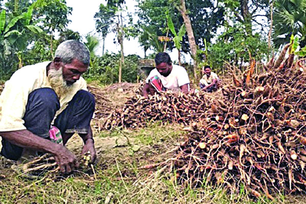 ঔষধি গ্রামের গল্প