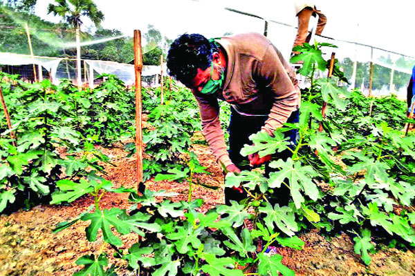 কোরআনে বর্ণিত সুস্বাদু ত্বীন ফলের চাষ দিনাজপুরে