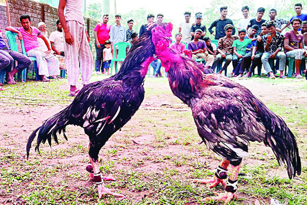 মোরগ লড়াই কুমিল্লায়