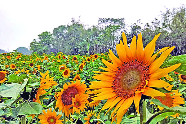 সবুজ মাঠে সূর্যমুখীর হাসি