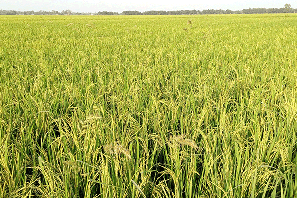 নওগাঁর মাঠে মাঠে দুলছে কৃষকের স্বপ্ন 