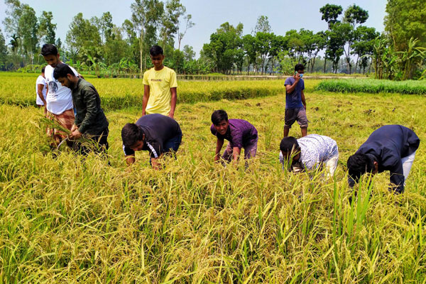 বগুড়ায় কৃষকের ধান
কেটে ঘরে তুলে দিল ছাত্রলীগ 