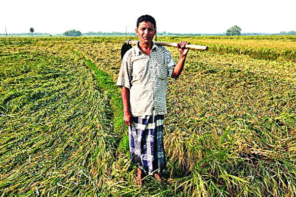 ঝড়ে ফসলের ব্যাপক ক্ষতি