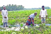 ক্যাপসিকাম তরমুজ সিমলা চাষে সাফল্য