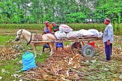 ভুট্টার ব্যাপক উৎপাদন