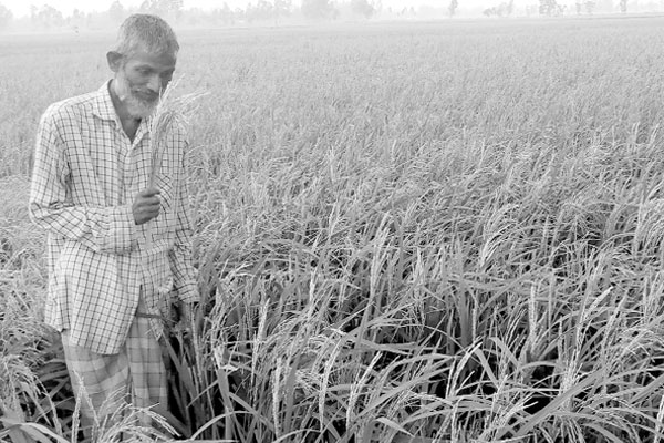 পুড়ছে কৃষকের স্বপ্ন