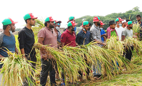 ফরিদপুরে কৃষকের ধান কেটে দিল ছাত্রলীগ