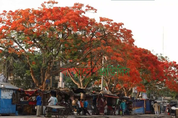 বরিশালে ফুলের আভায় করোনা মুক্তির আশা