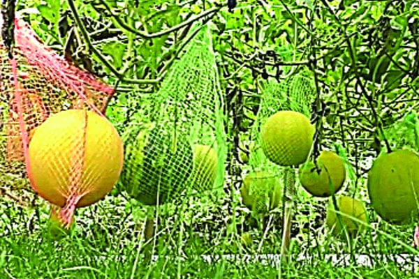 কুড়িগ্রামে গোল্ডেন ক্রাউন তরমুজ চাষে সাফল্য