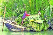 সুন্দরবনে উজাড় হচ্ছে গোলপাতা