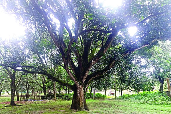 সেই হাঁড়িভাঙা গাছটিই পাল্টে দিল রংপুরের অর্থনীতি