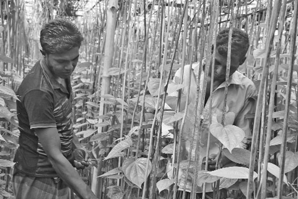 ক্ষতির মুখে পান চাষিরা