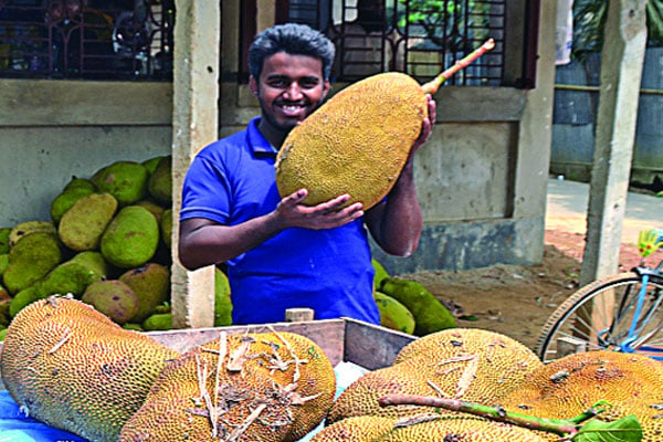 লালমাই পাহাড়ে কাঁঠালের ম-ম গন্ধ