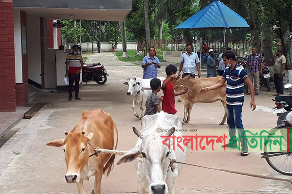 ২৮ দিন পর পুলিশ হেফাজত থেকে মুক্তি পেল ৪ গরু