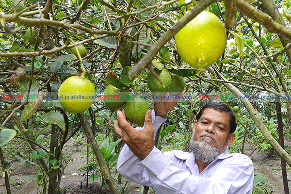 সুয়া মিয়ার ৪২ জাতের লেবু ব্যাংক!