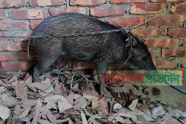 সুন্দরবনের বন্য শূকর লোকালয়ে, শরণখোলা রেঞ্জে অবমুক্ত