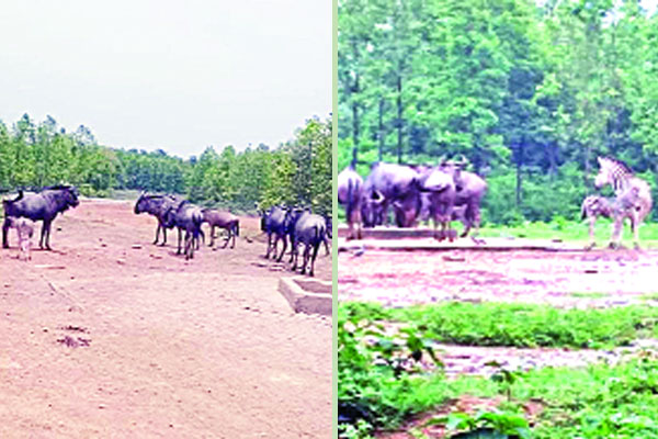 সাফারি পার্কে জেব্রা ও ওয়াইল্ডবিস্টের বাচ্চা প্রসব