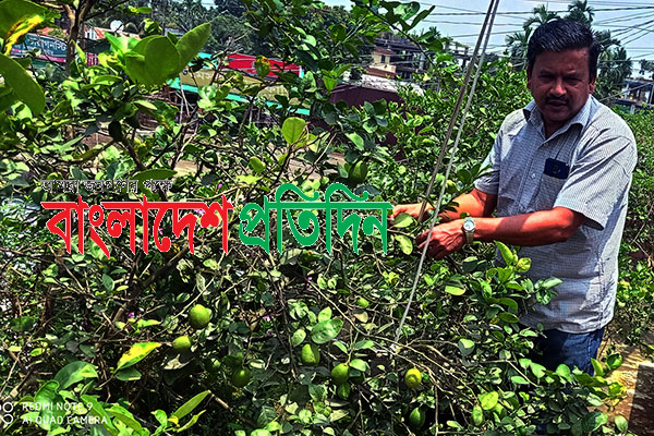 দিনাজপুরের বীরগঞ্জে
ছাদ বাগানে ‘হাজারি লেবু’র চাষ